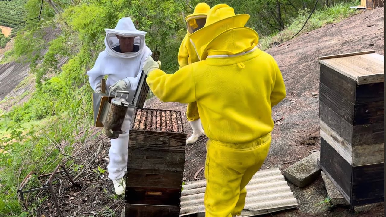 COMEÇOU A COLHEITA DE MEL 2025 🙏🏻🐝🍯