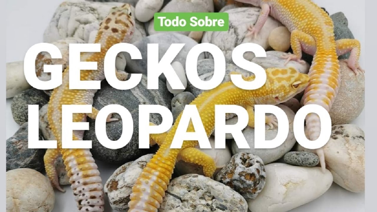 Cuidados GECKOS LEOPARDO con SPARTAN GECKO