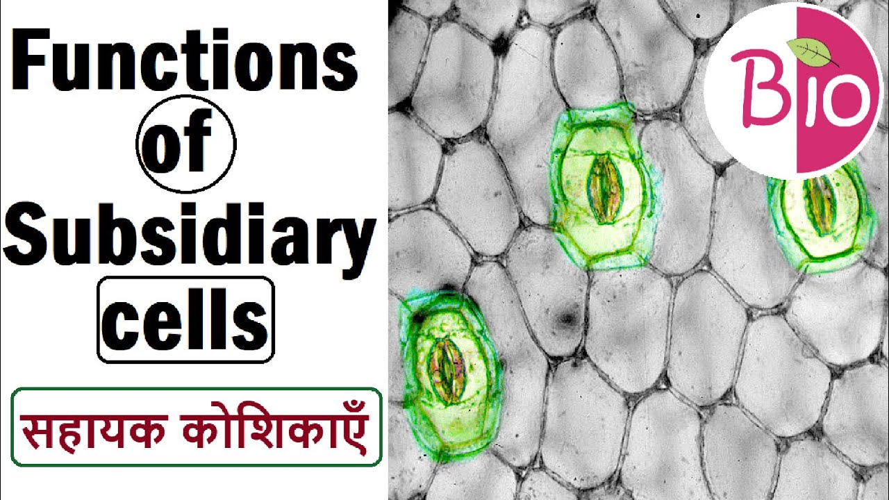 Function of Subsidiary Cells सहायक कोशिकाएँ by Simply The Best BIO