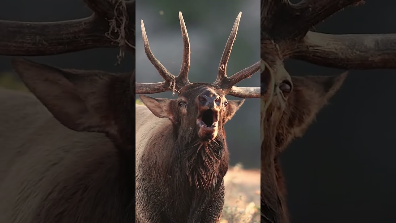 Elk bugles as close as can be