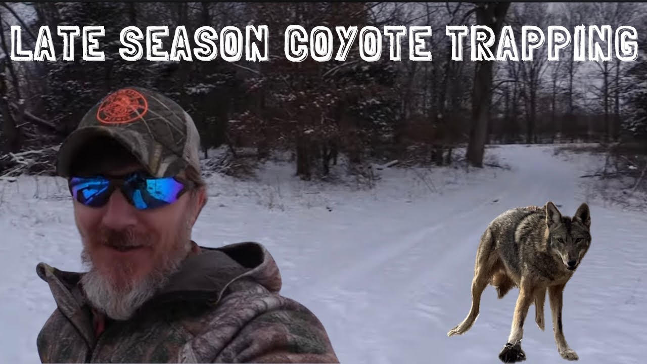 Late Season Coyote Trapping Ep.11 The Struggle! #coyotes #trapping