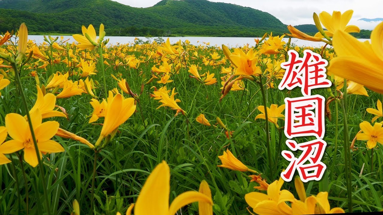 Nikko day lily of OGUNI-NUMA 雄国沼. Natural treasure.  