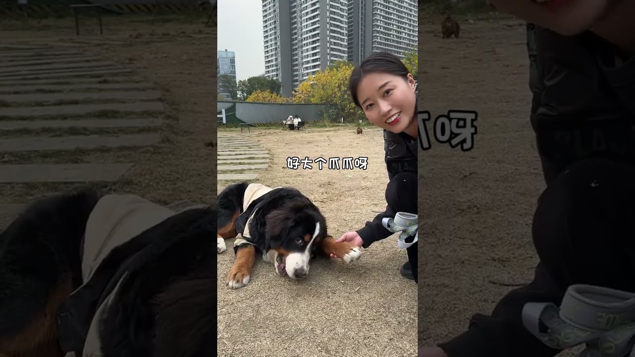 上门遛一只网红狗狗萨摩耶，这自来熟给我都搞迷糊了...&nbsp;#萨摩耶&nbsp;&nbsp;#上门喂养
