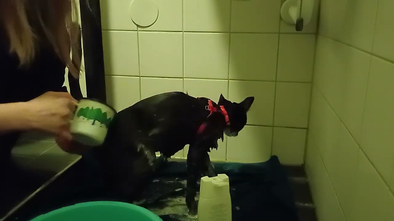 Kat 😿🐾 in bad 🛁