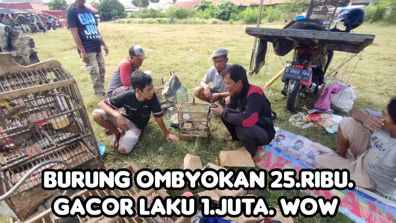 BURUNG OMBYOKAN 25.RIBU. GACOR LAKU 1.JUTA. WOW