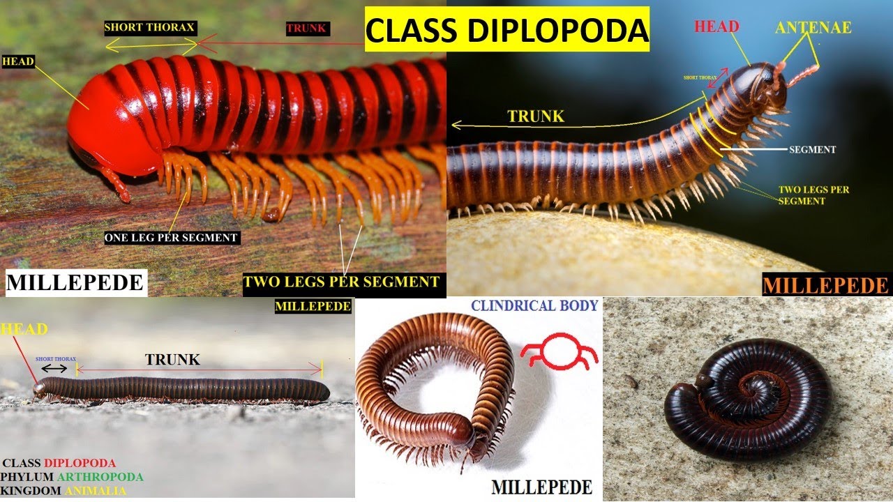 Millepedes- Class Diplopoda
