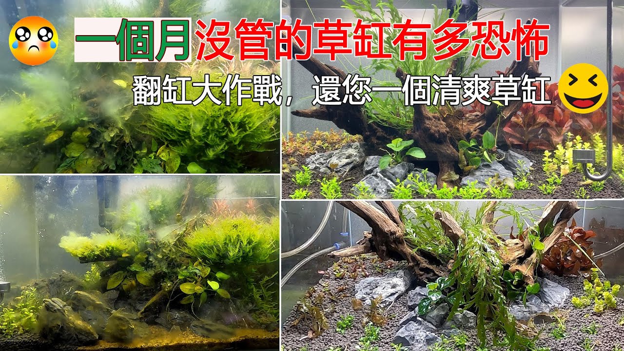 一個月不管的草缸有多恐怖，翻缸大作戰還您一個清爽草缸|Fast reconstruction of algae covered waterscape.