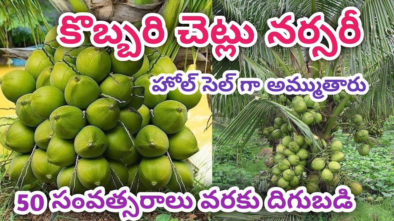 కొబ్బరి చెట్టు నర్సరీ హోల్ సెల్ గా అమ్ముతారు B. n reddy nursery biggest nursery in Telugu states