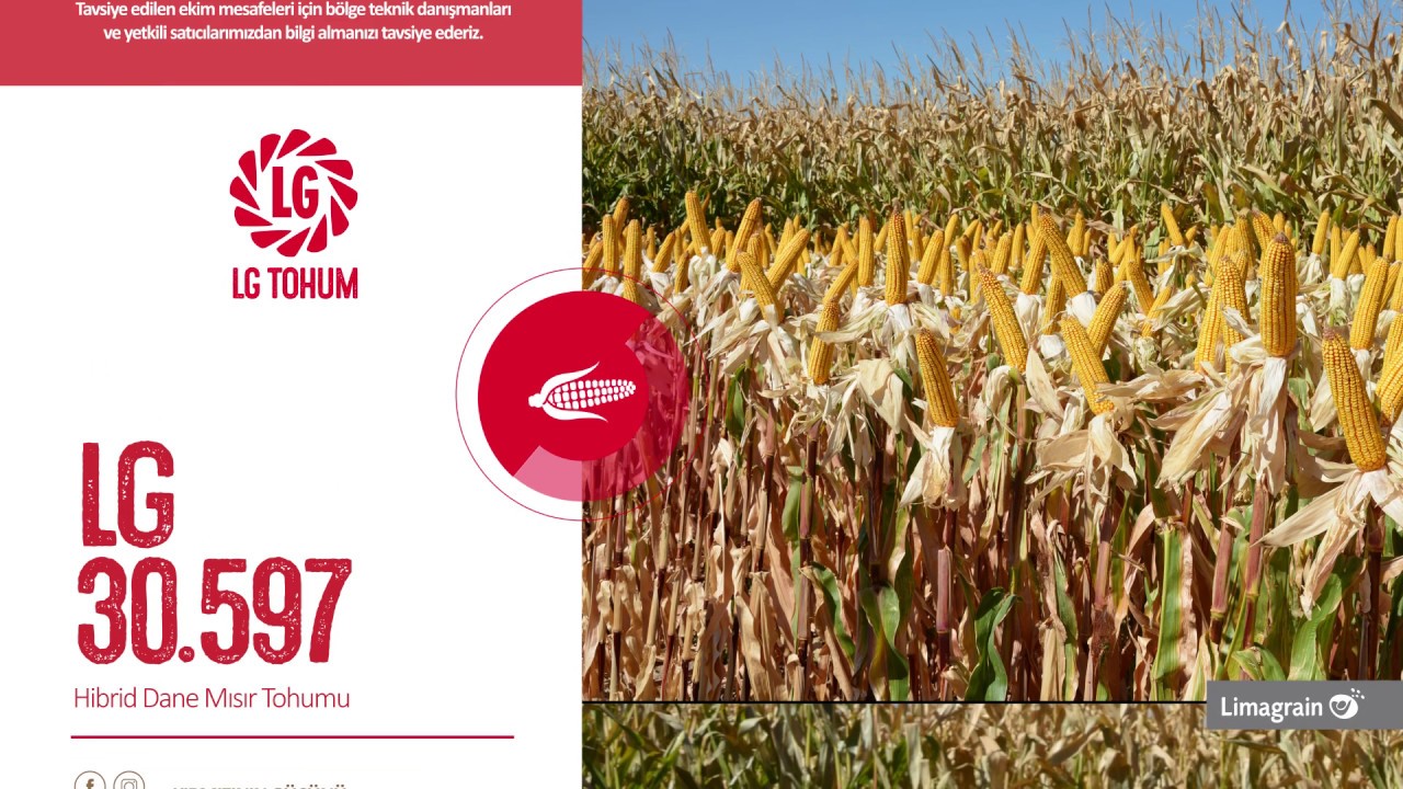 LG 30.597 Dane Mısır Tohumu