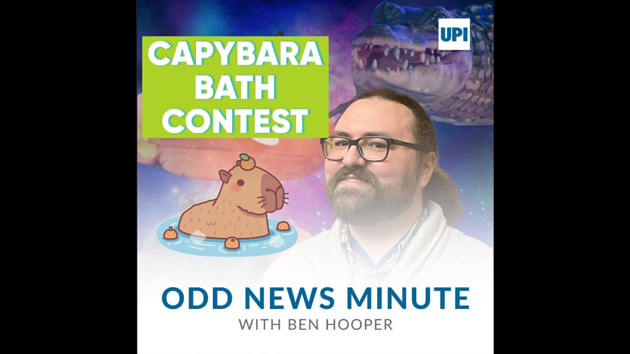 Capybara bathing contest, 2-year-old pool prodigy