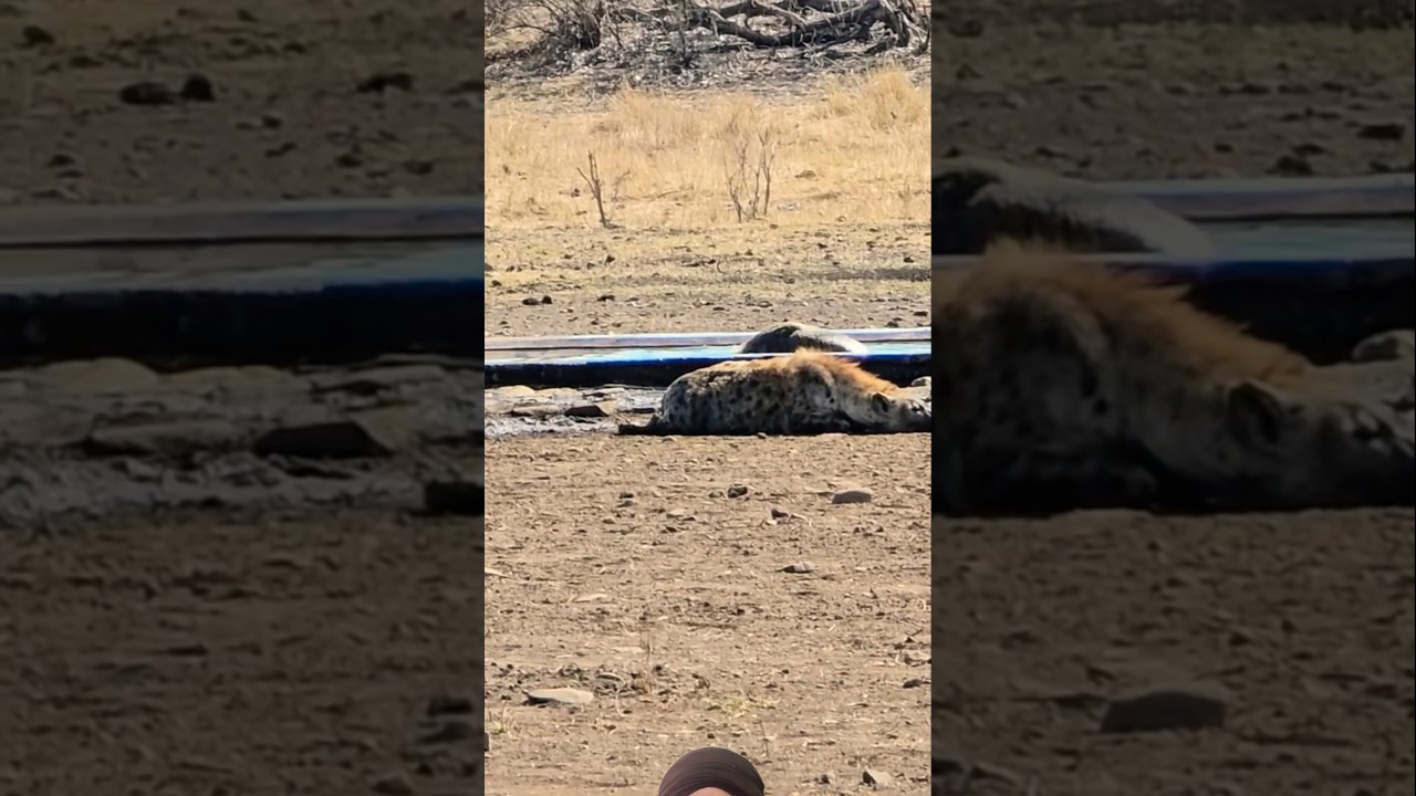 Hyena swimming #wildlife #krugernationalpark #animals