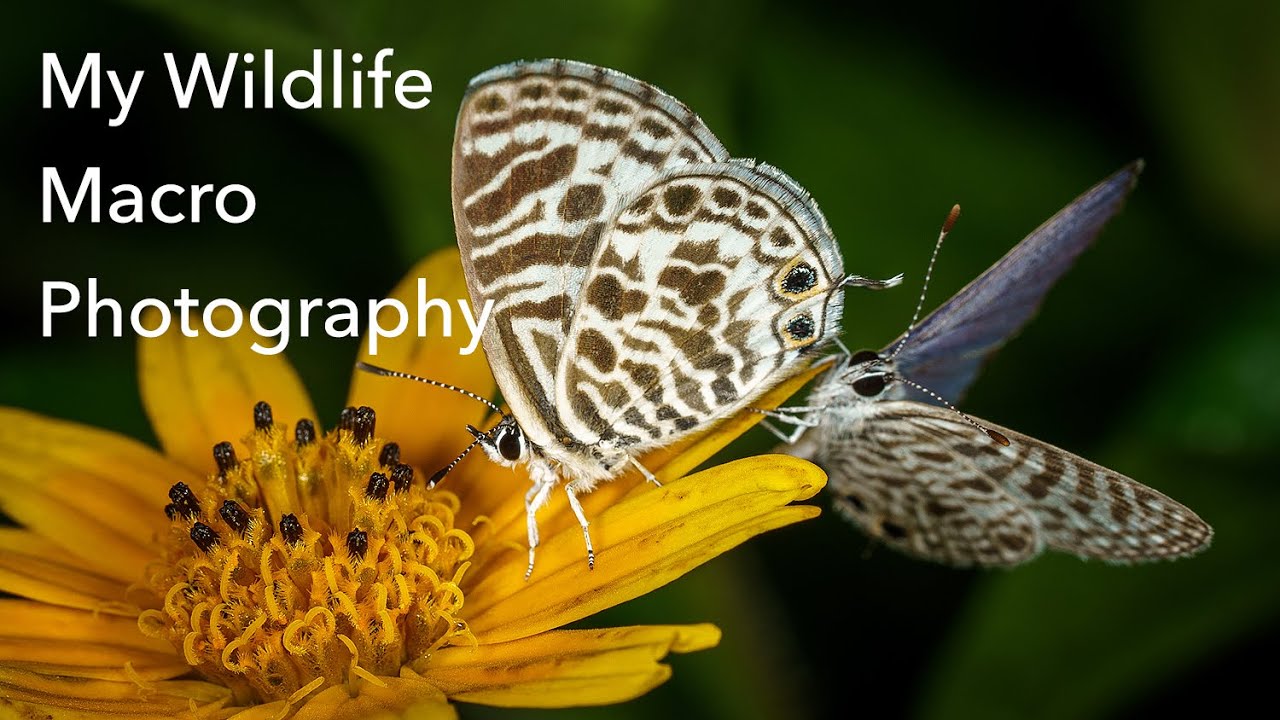 My Wildlife Macro Photography images