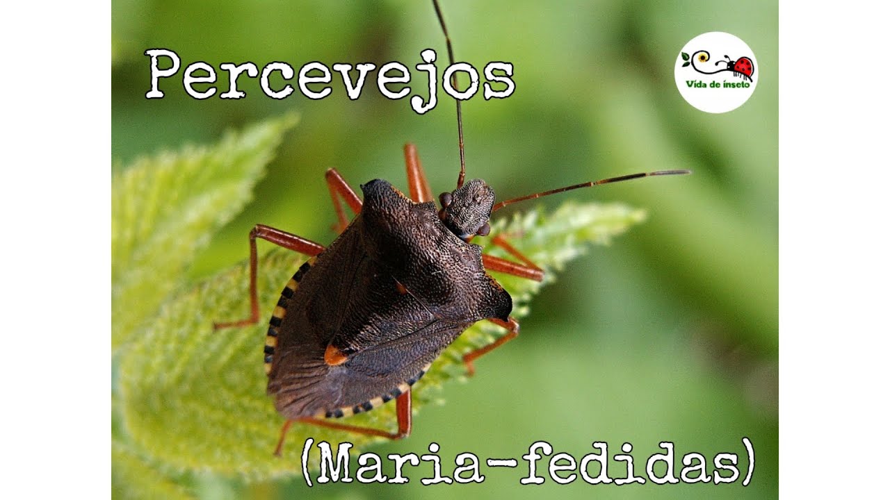 Percevejos (Maria-fedidas) | Vida de Inseto com Thais