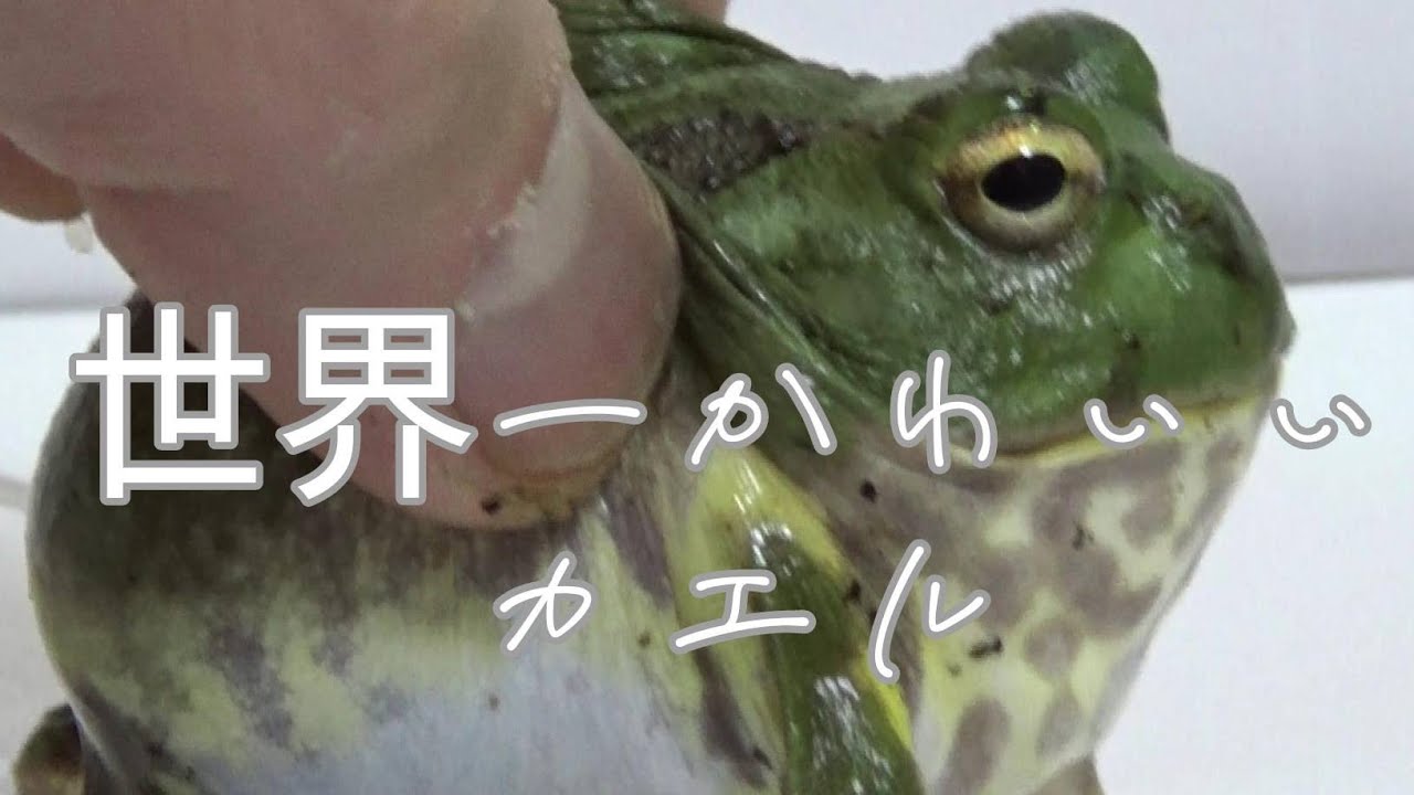 世界一肥満なカエル【チャコガエル】【Chacophrys pierotti】