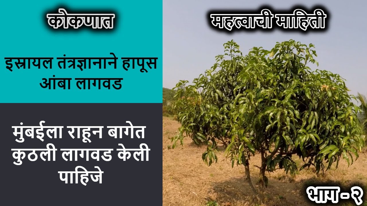 इस्रायल पद्धतीने हापूस आंबेची लागवड | एका बागेमधून खूप उत्पन्न | भाग - २ | mango farm | konkan vlog