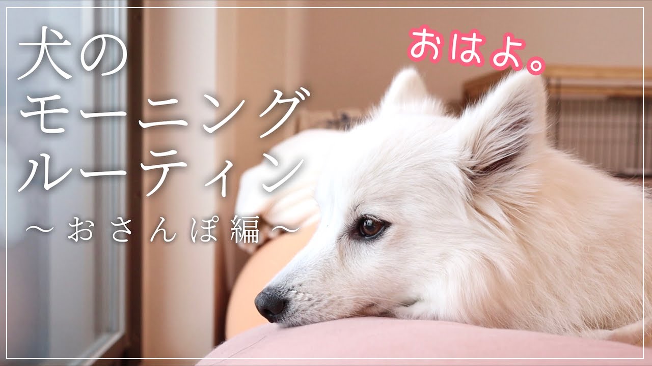 【🐶犬とのルーティン】日本スピッツちぃ。の朝のお散歩ルーティン / Morning Routine of My Dog (Japanese Spitz)