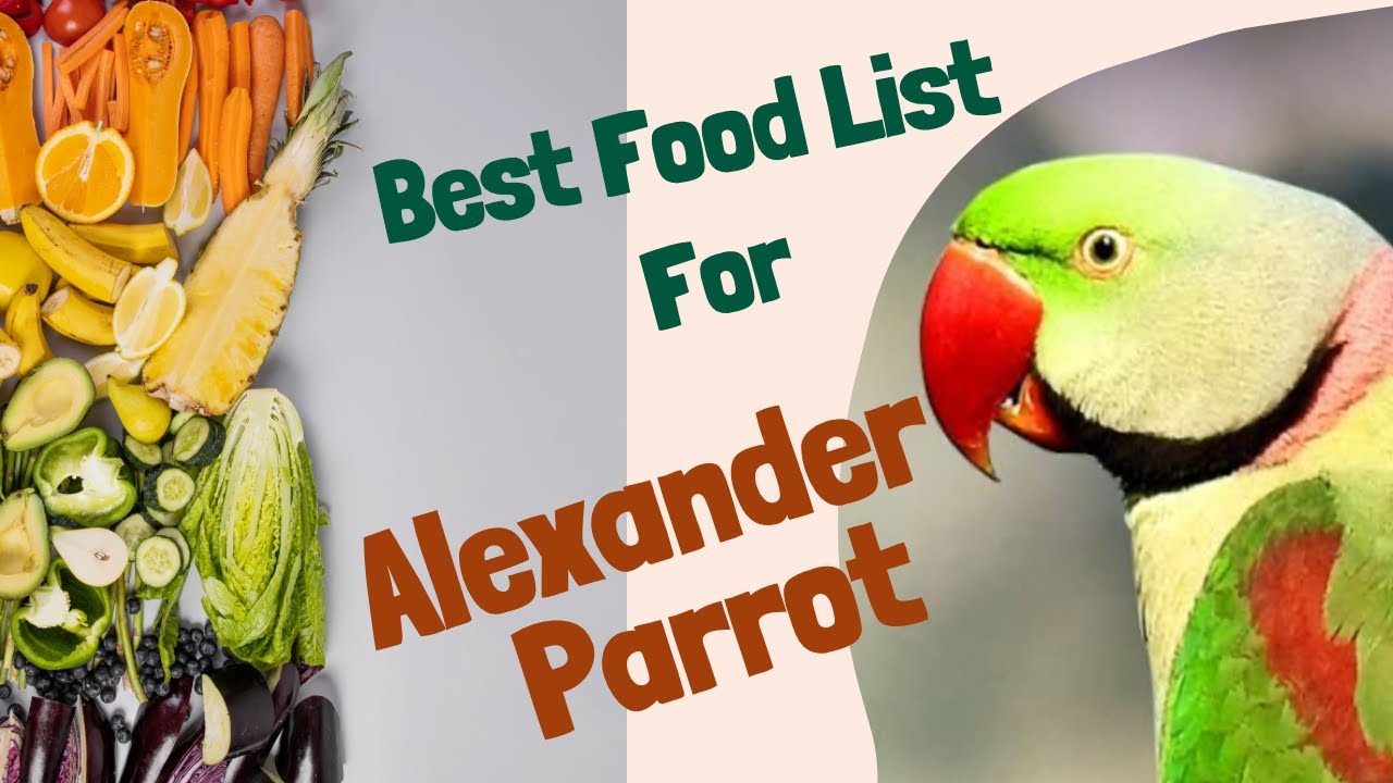 Parrot healthy Food List🍱 || Alexander Food || Alexander Parrot Ko Kya Khilaye #parrotfoodlist