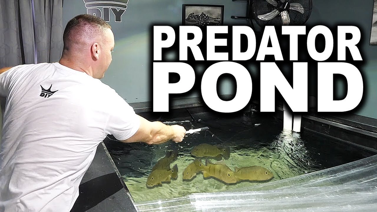 PREDATOR POND FISHING!!! | Feeding attempt