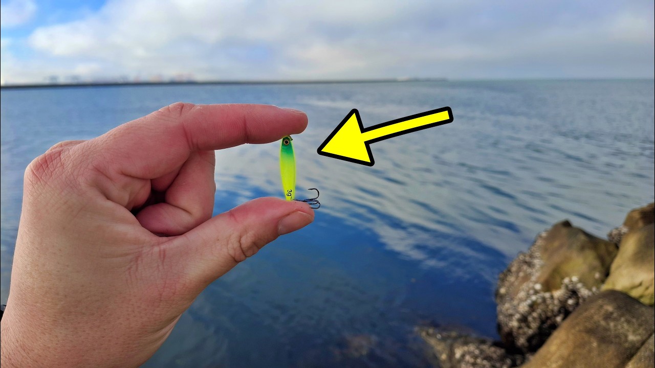 Micro Jigging at Cooks River Rockwall, Botany Bay