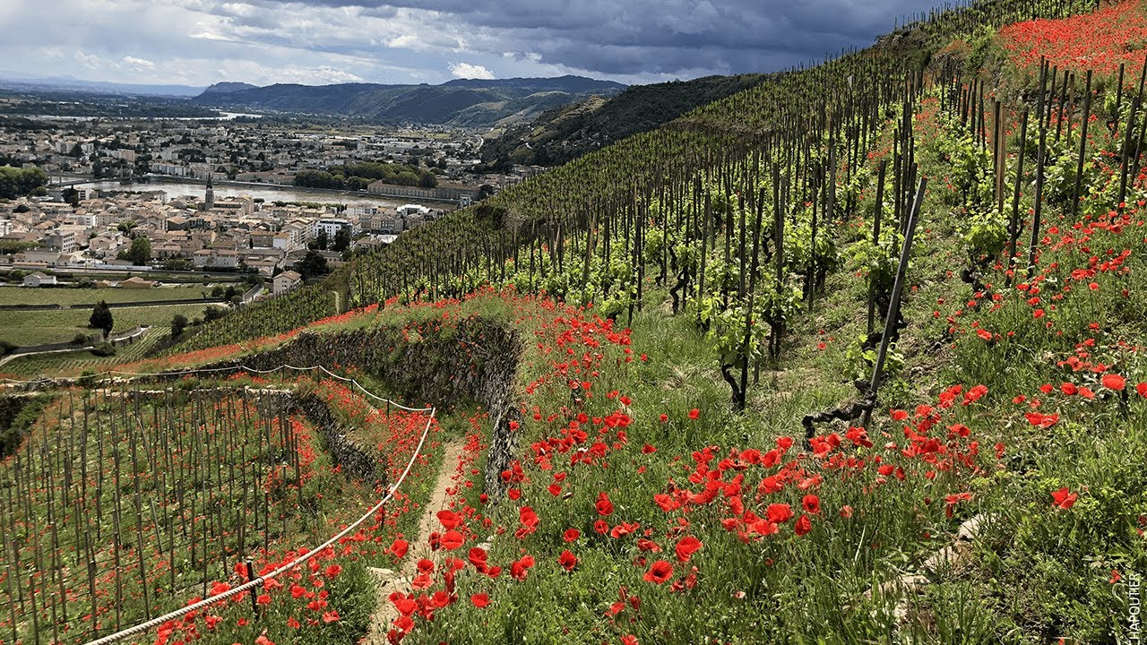 Terroir d'Hermitage