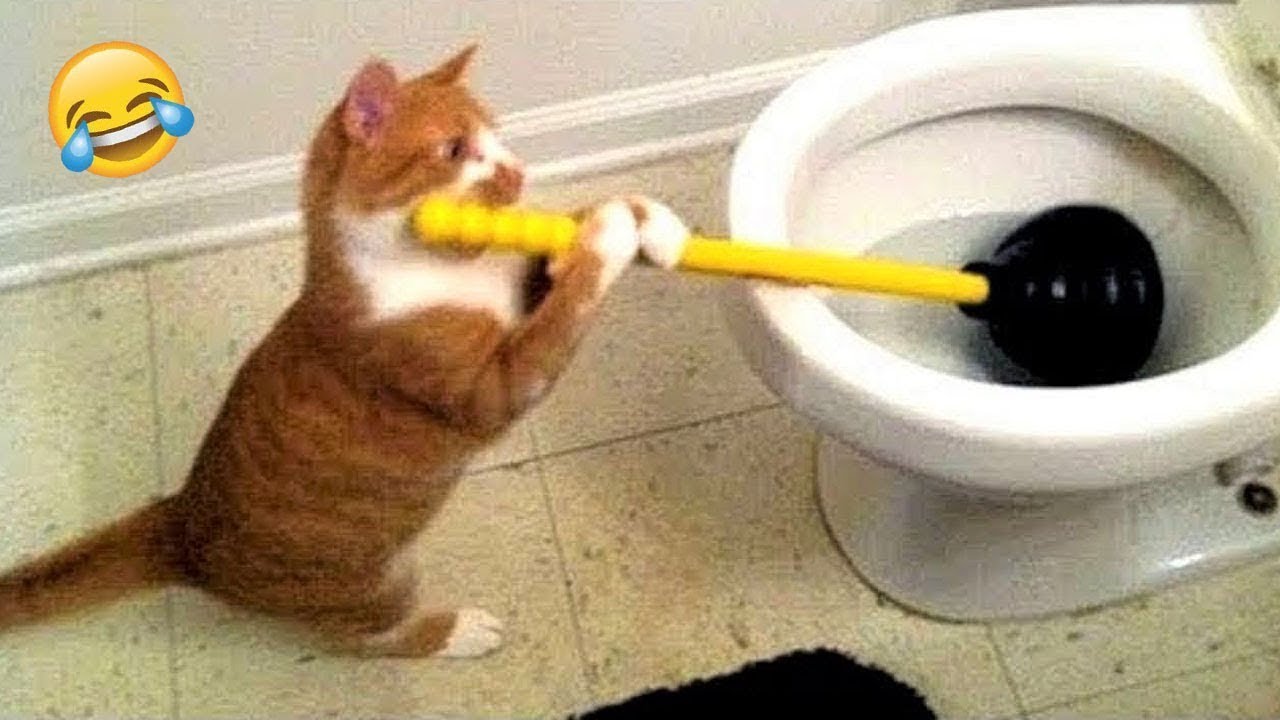 New Funny Pet Videos 2025 😄 Funniest Cats and Dogs Videos 😻🐶 PART 22