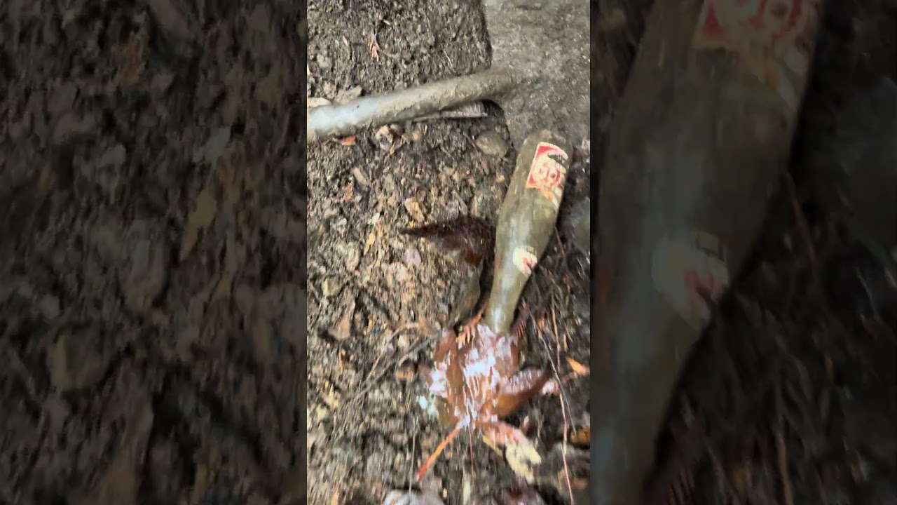 How to find a vintage Pepsi Bottle in a bottle dump | 