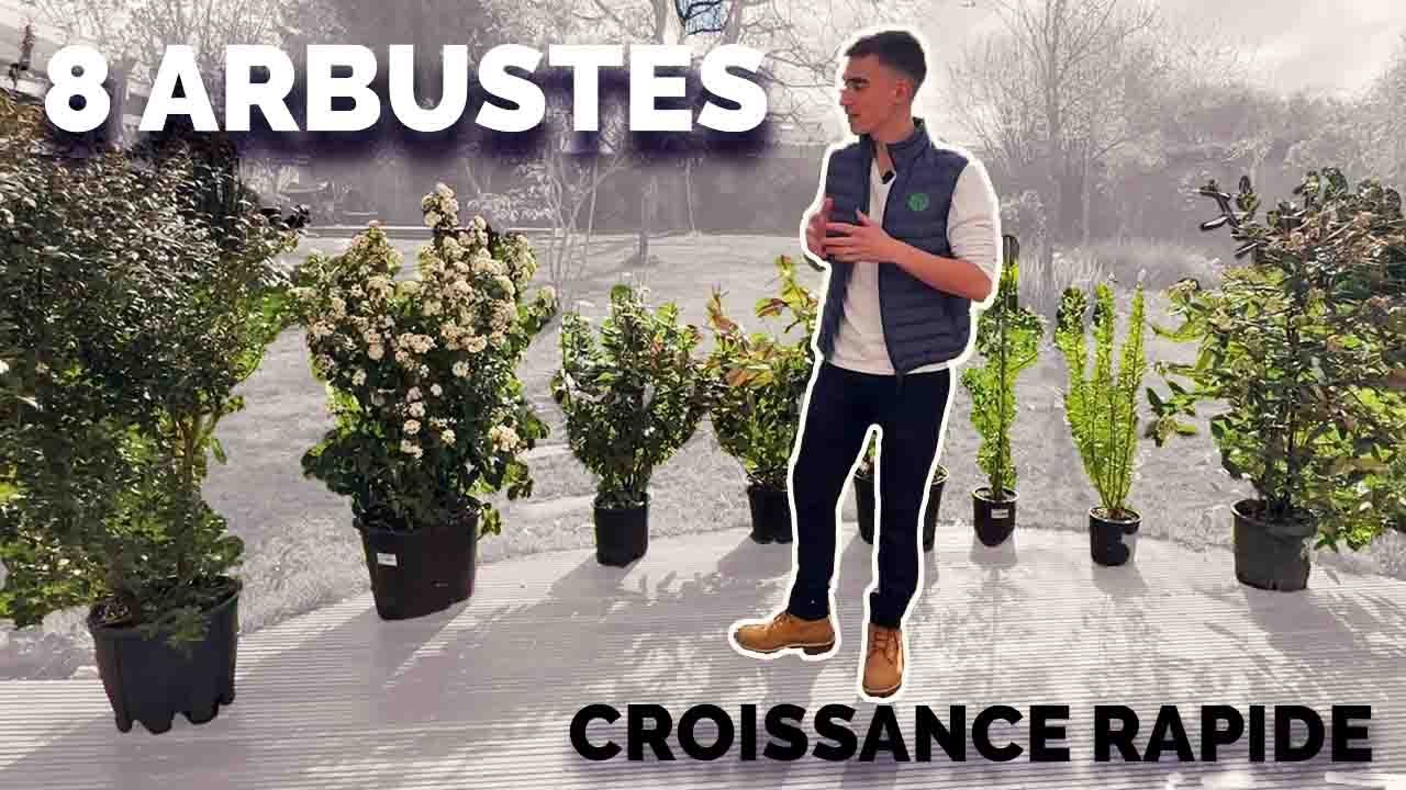 8 Arbustes pour créer la haie vive parfaite