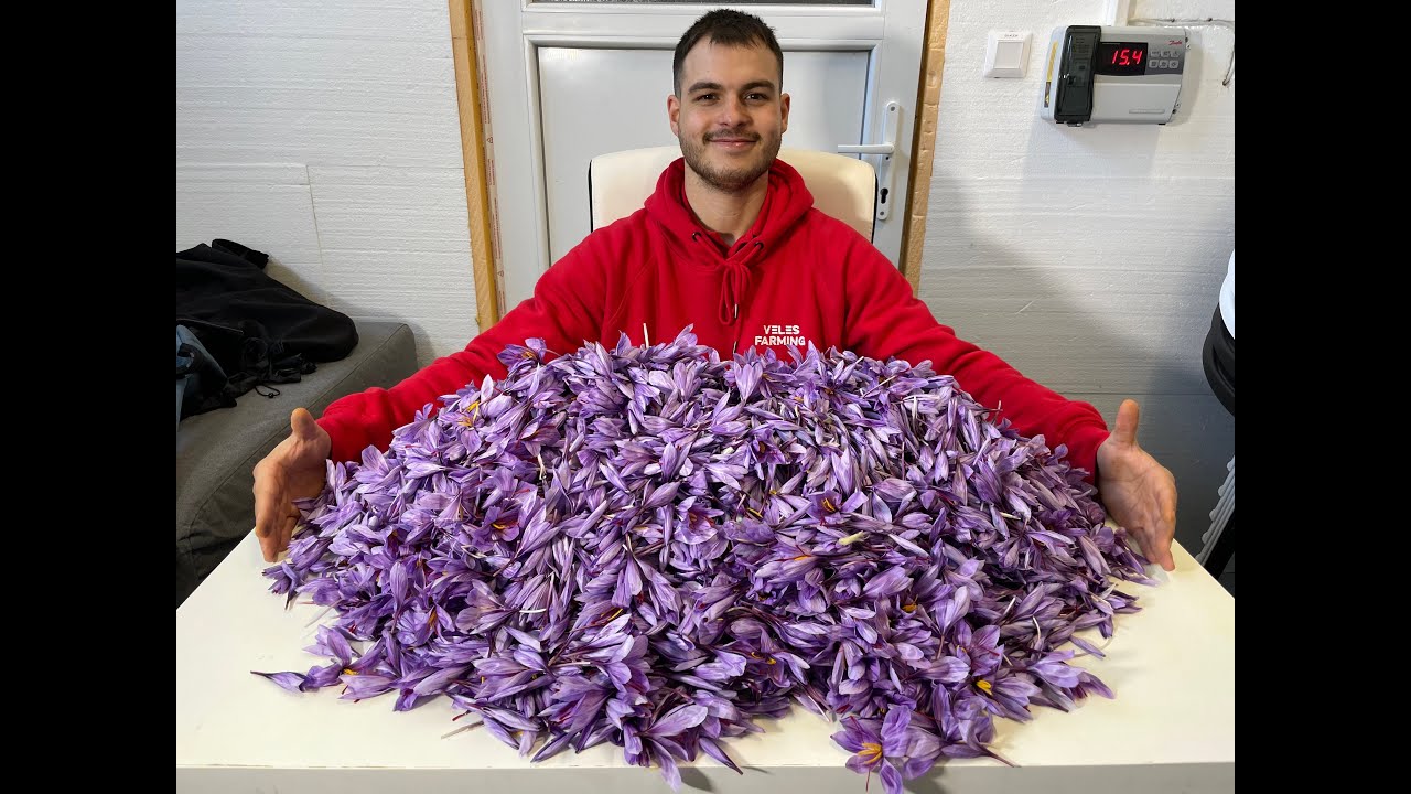 Risks of Saffron Farming (Saffron Q&A)