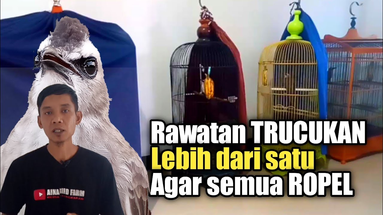 Rawatan TRUCUKAN lebih dari satu biar ROPEL semua