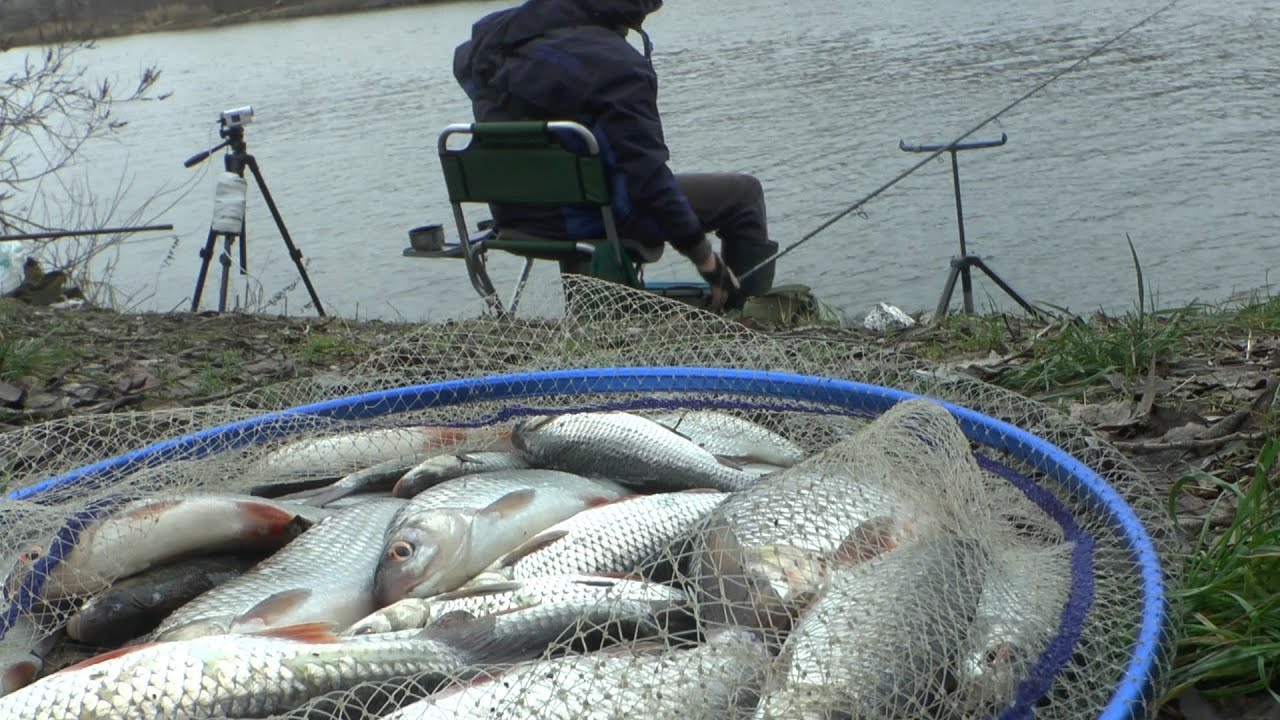 ДЕСНА 🌿Кінець листопада. А як же вона КЛЮЄ!🎣 Передзимовий ЖОР ПЛІТКИ 🐟