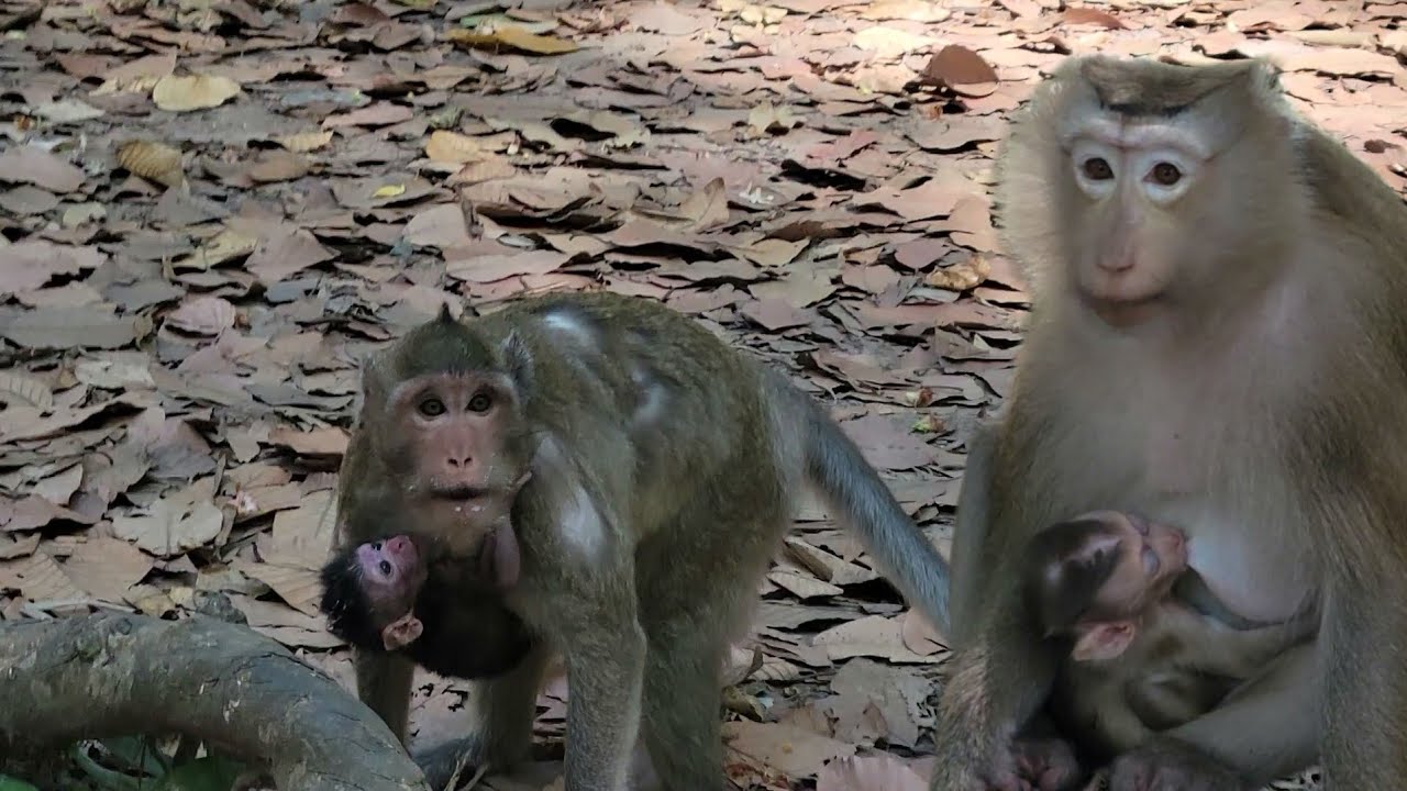 Video Of Great Mother Monkeys Rose & Jazzy Emotional Monkey Family Story.
