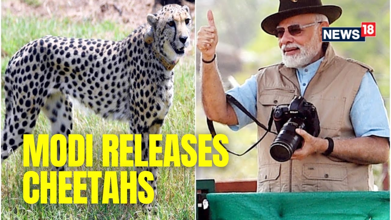 PM Modi Releases Wild Cheetahs At Kuno National Park In Madhya Pradesh | Modi Birthday |English News