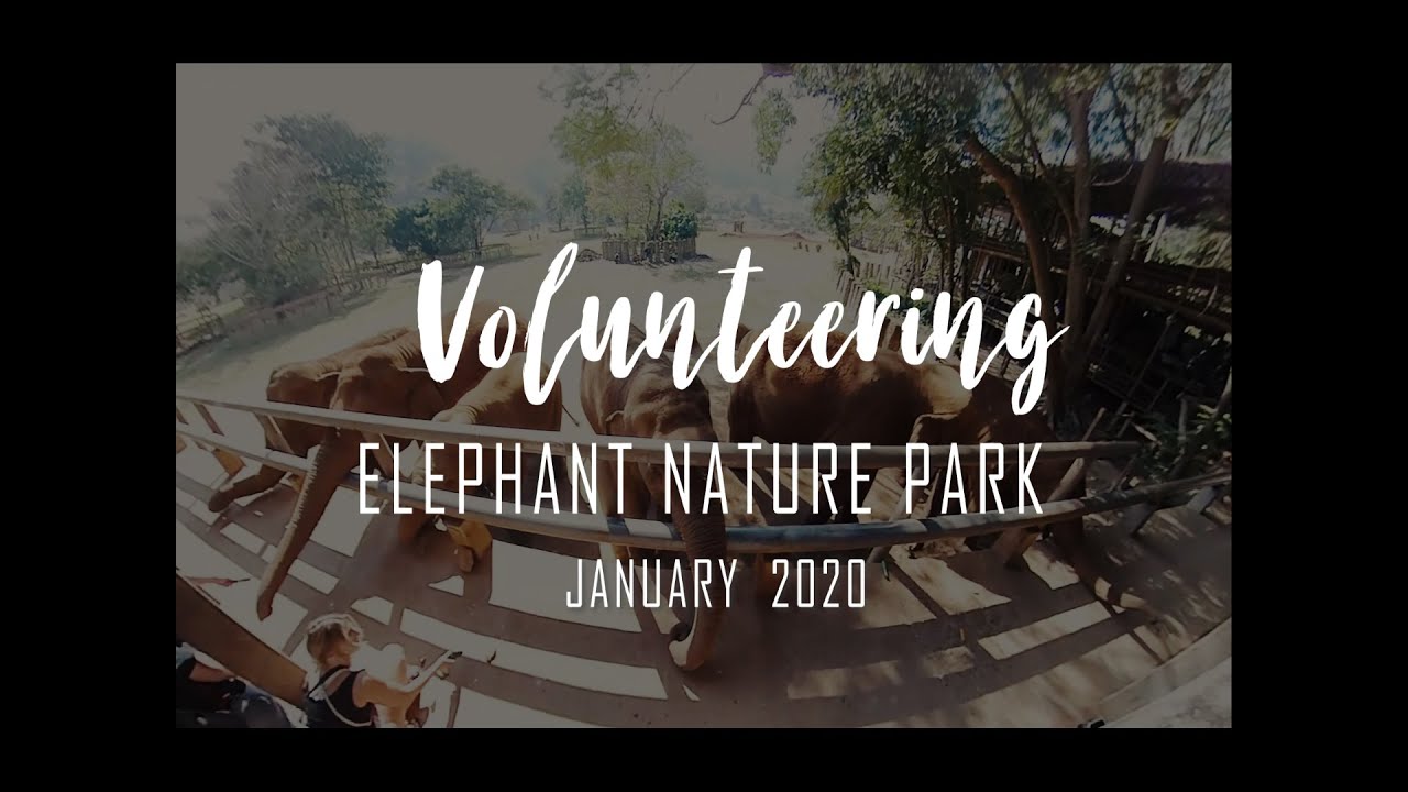 Volunteering at Elephant Nature Park Jan 2020