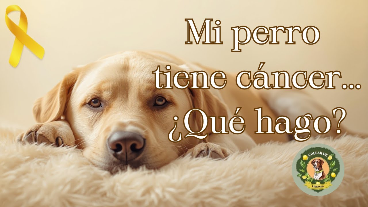Mi perro tiene cáncer... ¿Morirá pronto?