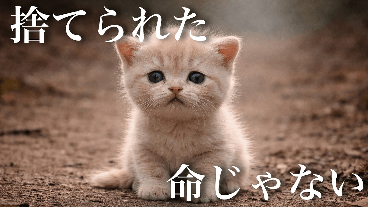 にゃおの軌跡。それは偶然ではなく、きっと運命だった