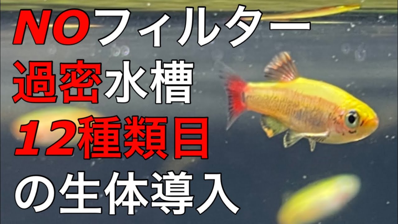 Noフィルター過密水槽に【ゴールデンアカヒレ】導入！#60cm水槽 #アクアリウム #aquarium
