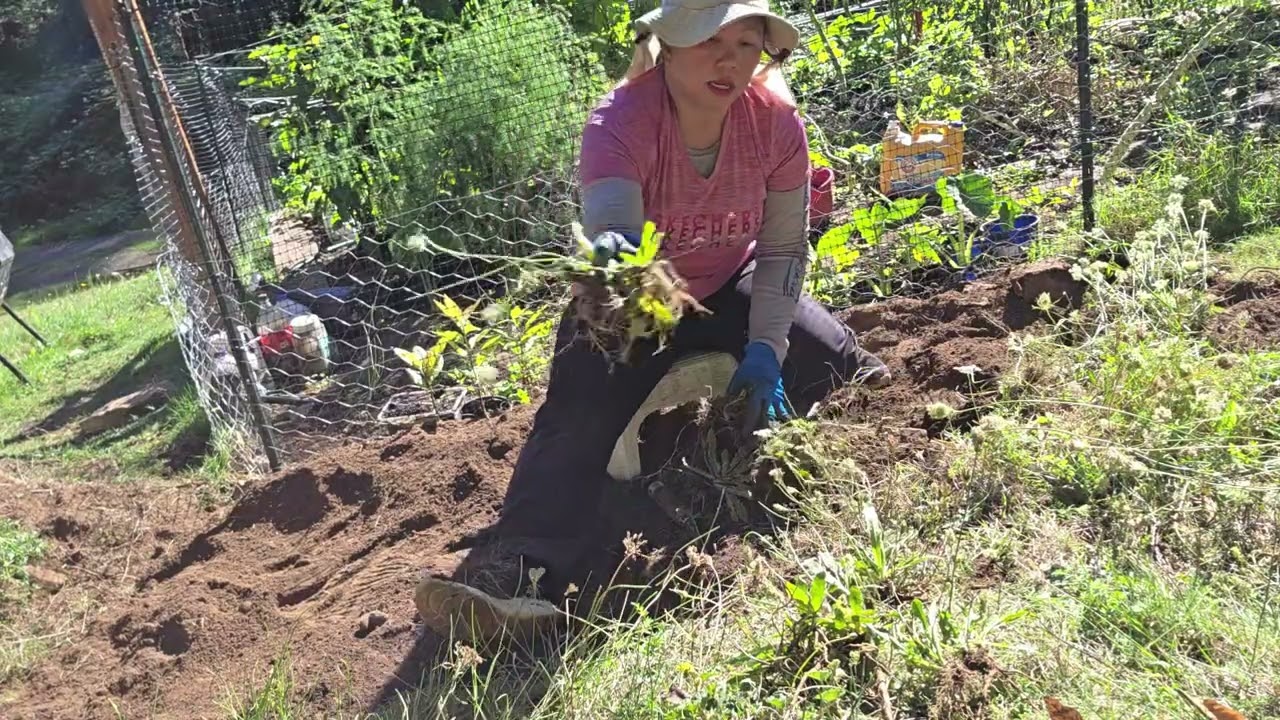 MAKING GARLIC BED GARDEN PART 1  FIRST JOB TO DO CLEANING UP THE GRASSES