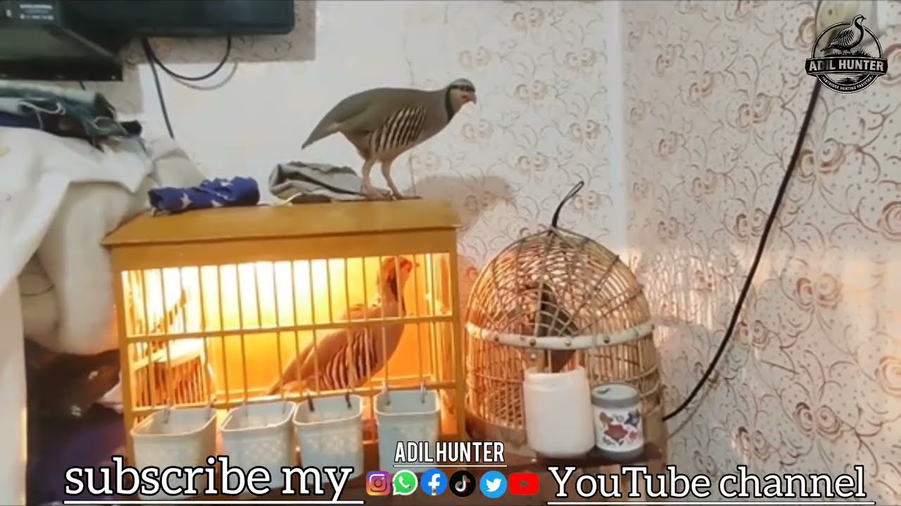 Chukar Partridge (Keklik) Calling Sound | Beautiful Close View at Home | Real Bird #chukar #keklik 