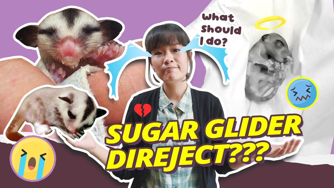 Sharing Pengalaman Sedih Sugar Glider Direject