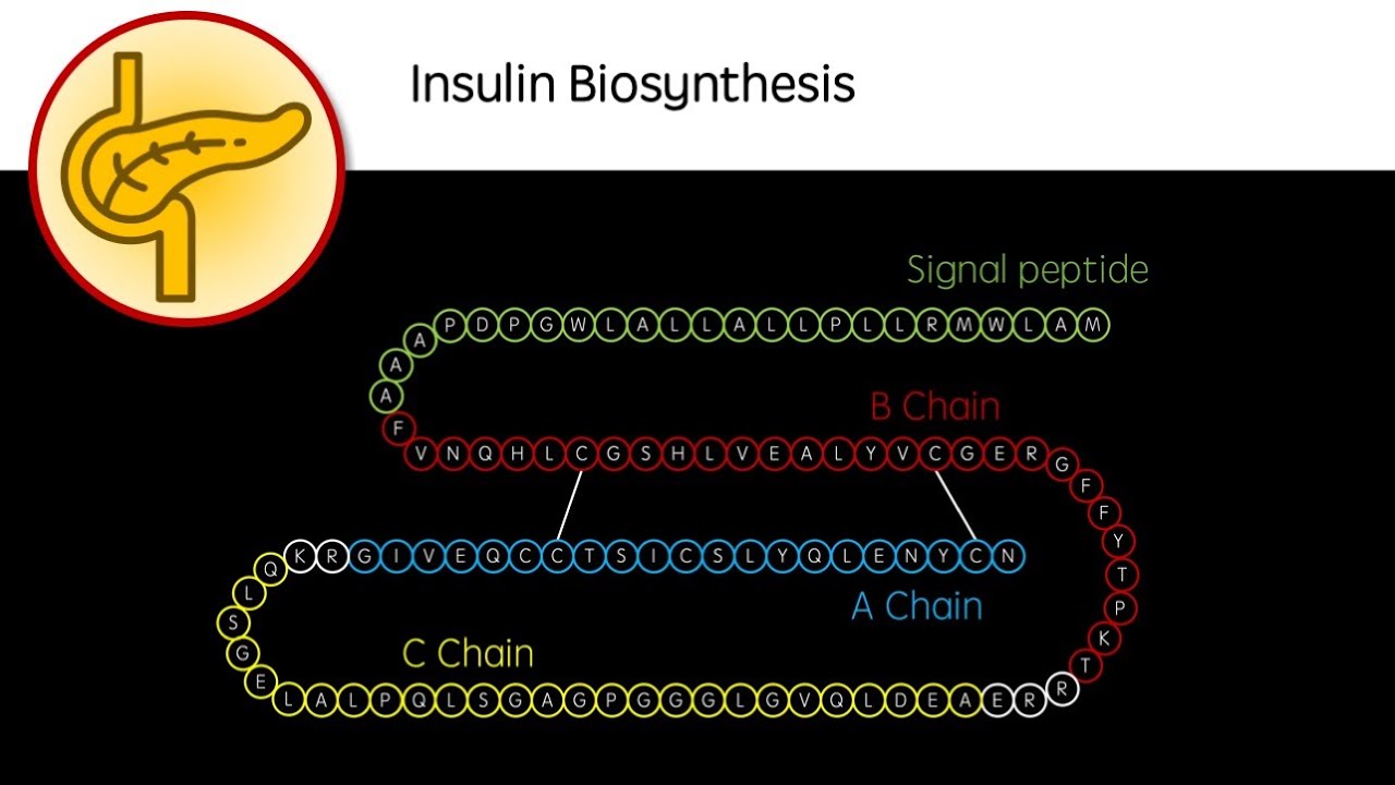 Insulin Biosynthesis