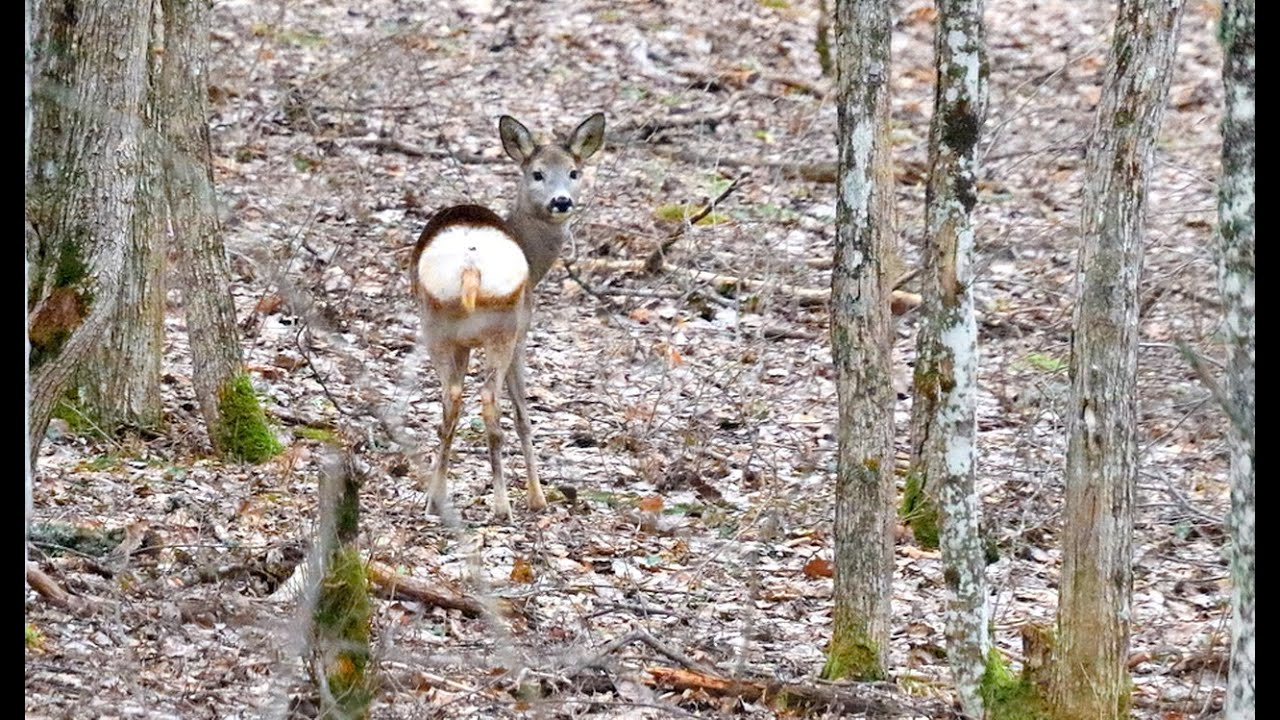 Зимняя прогулка