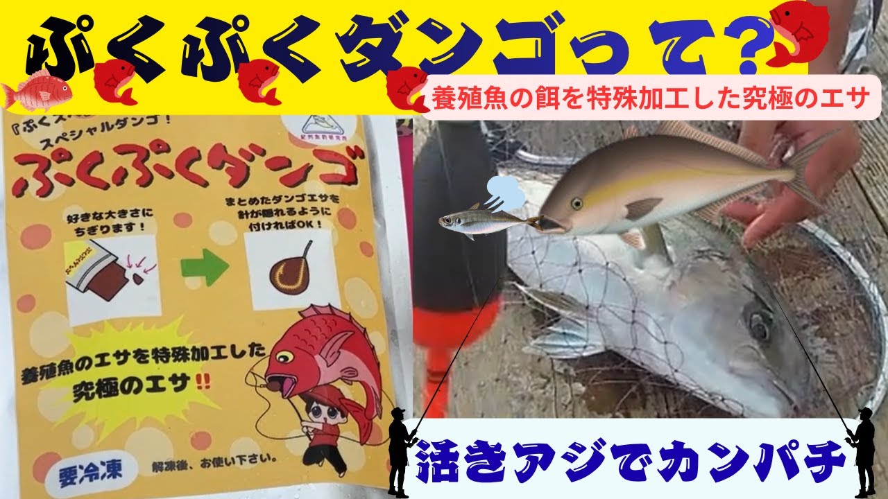【海上釣堀】みうら海王　念願のカンパチGET　ぷくぷくダンゴ？使ってみた！