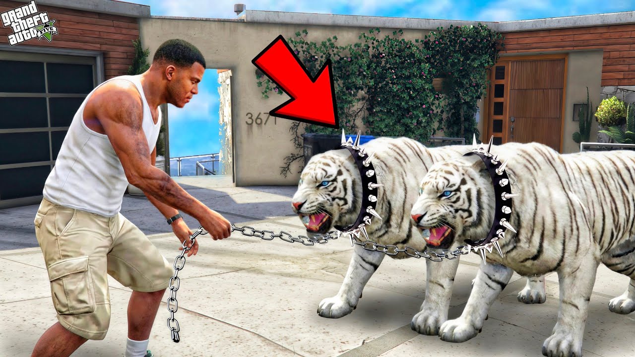 Franklin Catching Most Rare White Tigers In Los Santos|| Gta 5