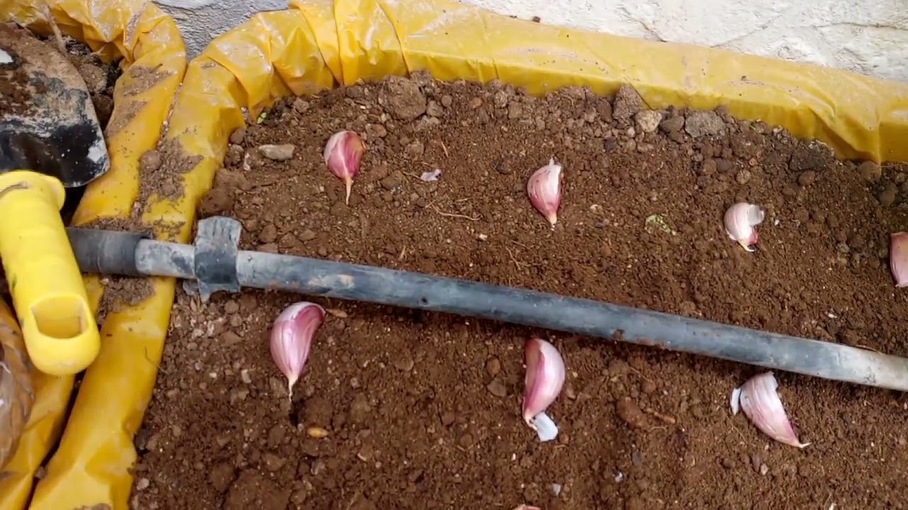 زراعة الثوم البلدي في المنزل. Cultiver de l ail a la maison