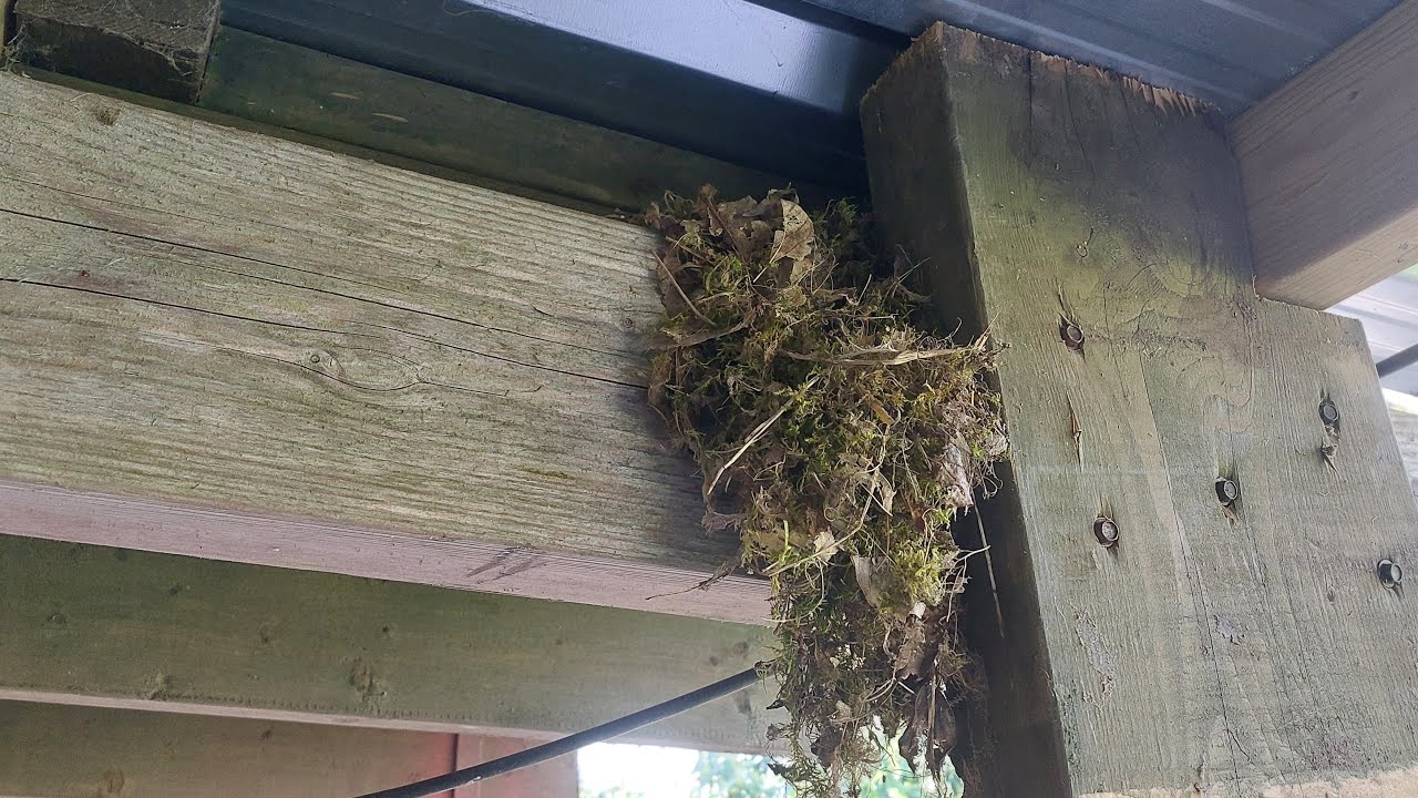 Spring Is Here / This Birds 🐦 Are Making A Nest In The Workshop