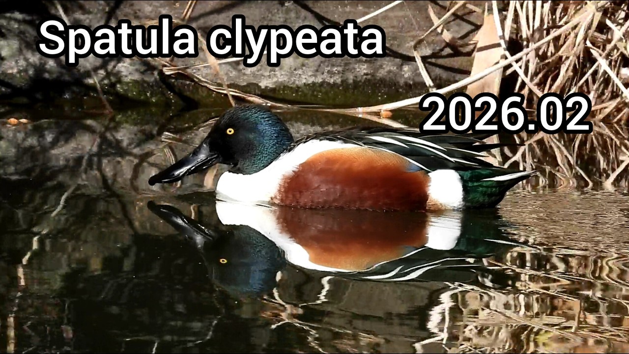 ハシビロガモ (Spatula clypeata) / Northern shoveler / 公園のカモ じゅん菜池緑地 / 2026年2月
