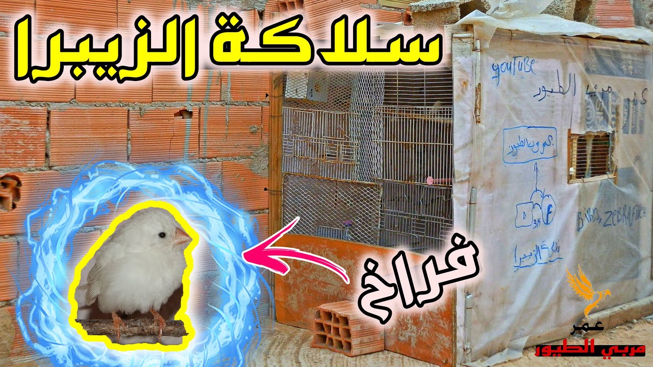 سلاكة الزيبرا المتواضعة و بعض النصائح