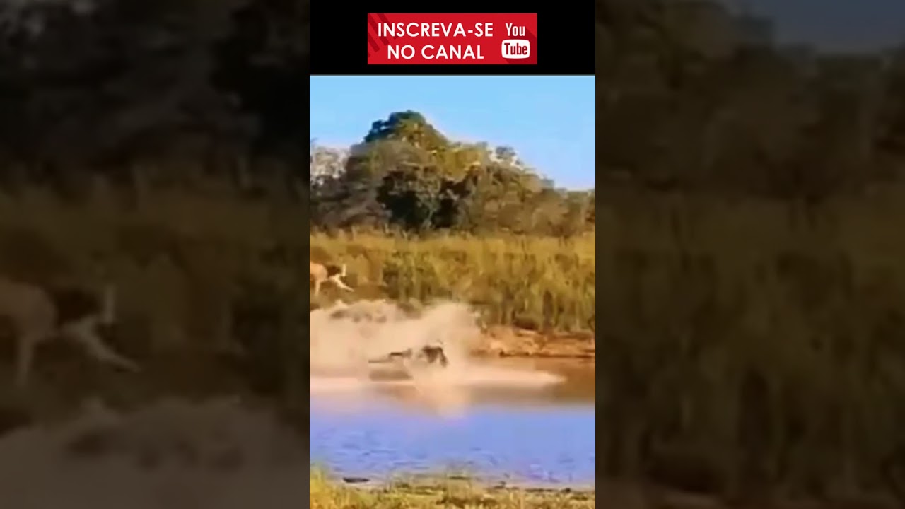 Corrida Pela Vida: Gnu em Fuga dos Le&otilde;es #curiosidades