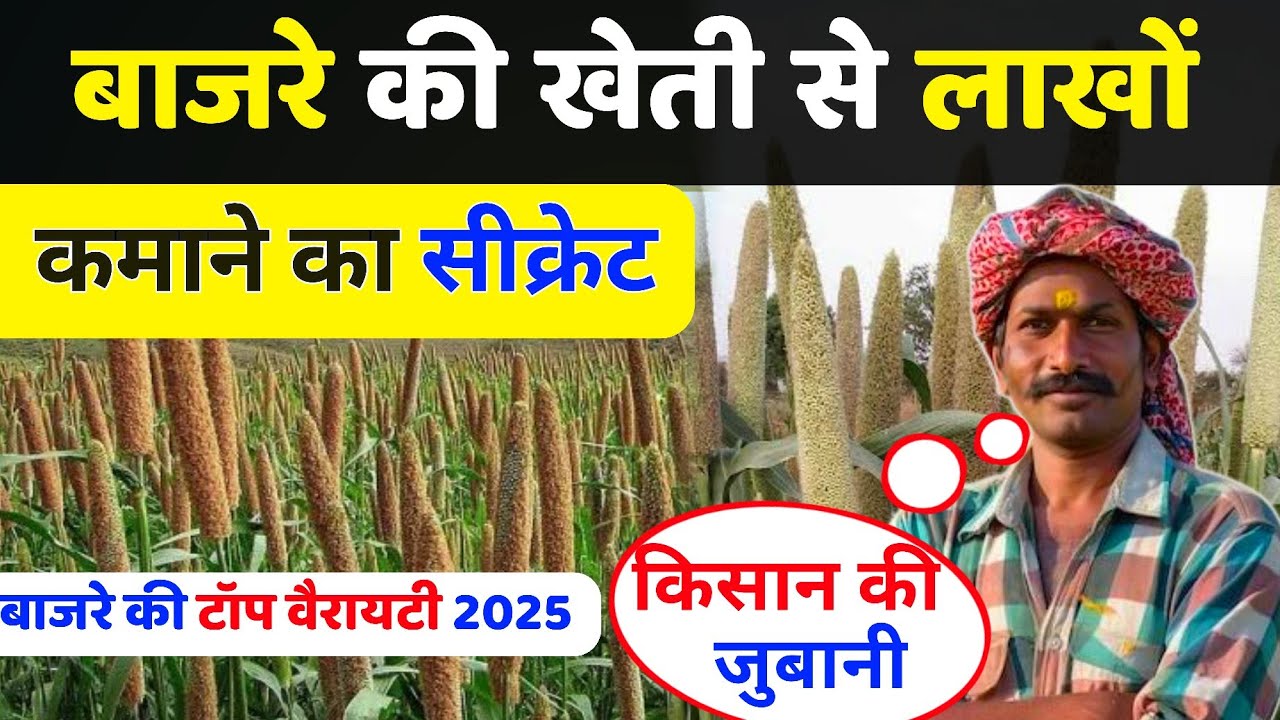 बाजरे की खेती कब और कैसे करें | bajre ki kheti kaise kare | bajre ki top variety 2025|bajra ki kheti