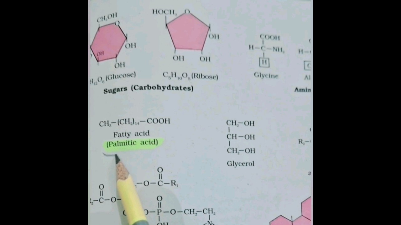 CH3-(CH2)14-COOH IS Chemical formula  of  💢  